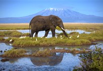 Safari v Keni s Marco Polo_Amboseli