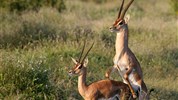 Tři národní parky - tři odlišné tváře safari  (Amboseli, Tsavo West a Tsavo East) - český průvodce - Safari v Keni s Marco Polo_Tsavo West