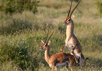 Safari v Keni s Marco Polo_Tsavo West