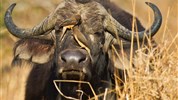 Tři národní parky - tři odlišné tváře safari  (Amboseli, Tsavo West a Tsavo East) - český průvodce - Safari v Keni s Marco Polo_Tsavo West