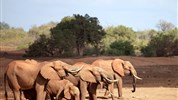 Last moment do Keni - Safari a moře - odlet z Vídně - Safari v Keni s Marco Polo_Tsavo East