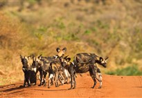 Safari v Keni s Marco Polo_Tsavo East