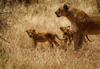 Safari v Keni s Marco Polo_Tsavo