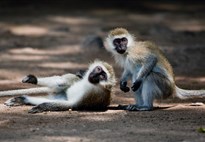 Safari v Keni s Marco Polo_Tsavo East