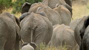 Tři národní parky - tři odlišné tváře safari  (Amboseli, Tsavo West a Tsavo East) - český průvodce - Safari v Keni s Marco Polo_Tsavo East