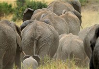 Tři národní parky - tři odlišné tváře safari  (Amboseli, Tsavo West a Tsavo East) - český průvodce
