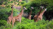Tři národní parky - tři odlišné tváře safari  (Amboseli, Tsavo West a Tsavo East) - český průvodce - Safari v Keni s Marco Polo_Tsavo East