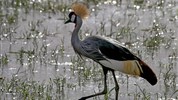 Tři národní parky - tři odlišné tváře safari  (Amboseli, Tsavo West a Tsavo East) - český průvodce - Safari v Keni s Marco Polo _ Amboseli na úpatí Kilimanjara