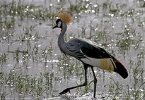 Safari v Keni s Marco Polo _ Amboseli na úpatí Kilimanjara