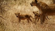 Vlakem na safari - Tsavo East - Satao Camp 4* - 2 noci - Safari v Keni s Marco Polo_Tsavo East