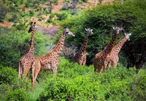 Safari v Keni s Marco Polo_Tsavo East