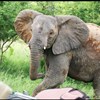 Safari v Krugerově NP s Marco Polo