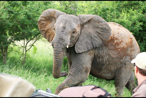 Marco Polo - Chystáte se na safari poprvé v životě?