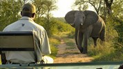 Za velkou pětkou do Jihoafrické republiky - Safari v Krugerově parku s Marco Polo