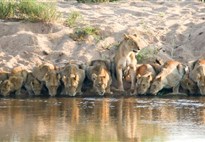 Safari v Krugerově NP s Marco Polo