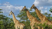 Po vlastní ose - Luxusní safari v Krugerově národním parku - Safari v Krugerově národním parku s Marco Polo
