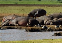 Lake Manyara - safari v Tanzanii s Marco Polo