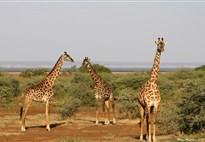 Lake Manyara - safari v Tanzanii s Marco Polo