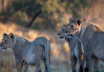 Tanzanie_Ngorongoro_