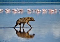 Tanzanie_jezero Natron_