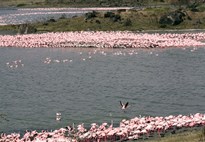 Tanzanie_jezero Natron_