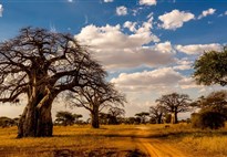 Tanzanie_cesta ze Serengeti k jezeru Manyara