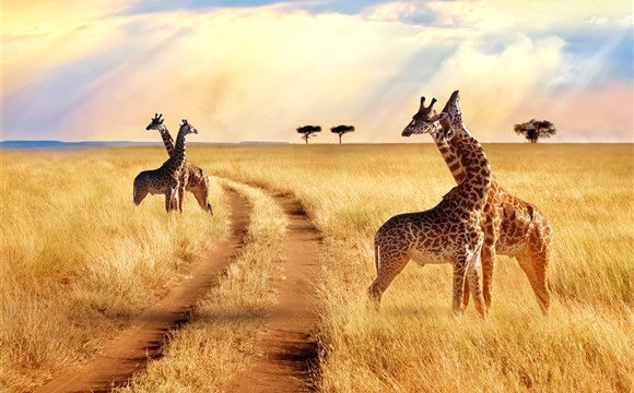 Marco Polo - Serengeti - národní park - informace