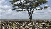 Safari v Tanzanii - Klenoty severní Tanzanie s českým průvodcem