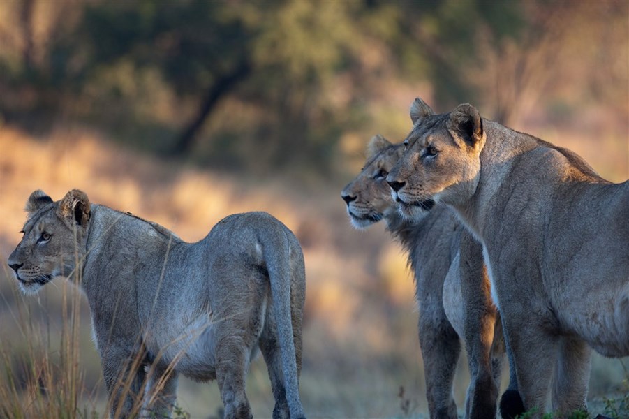 Safari v Tanzanii - Klenoty severní Tanzanie s českým průvodcem