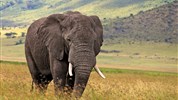 Luxusní safari a pobyt na Zanzibaru: The best of Tanzania - Tanzanie_Ngorongoro