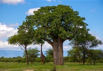 Africa Safari Lake Manyara Lodge