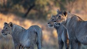 Safari okruh severní Tanzanií  + Zanzibar