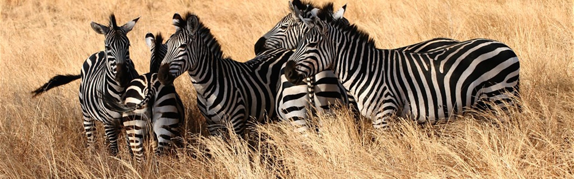 Luxusní safari a pobyt na Zanzibaru - 