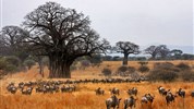 Luxusní safari a pobyt na Zanzibaru: The best of Tanzania