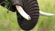 Luxusní Tanzanie - Varianta - 3 noci safari a Zanzibar (Zuri) - Tarangire ráj slonů a baobabů