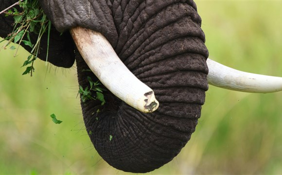 Marco Polo - Tarangire - národní park - informace