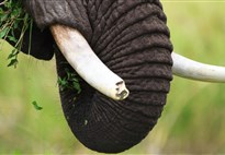 Tarangire ráj slonů a baobabů