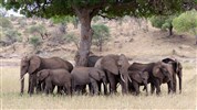 Luxusní Tanzanie - Varianta - 3 noci safari a Zanzibar (Zuri) - Tanzanie_Tarangire