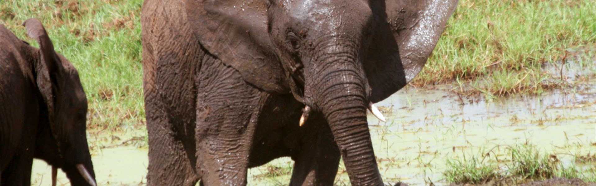 Tarangire - Tarangire_ráh slonů a baobabů