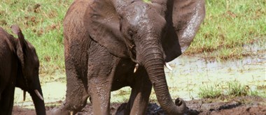Tarangire_ráh slonů a baobabů Tarangire - 1