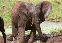 Tarangire_ráh slonů a baobabů