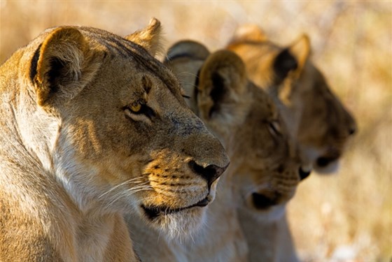 Marco Polo - Serengeti - národní park - informace