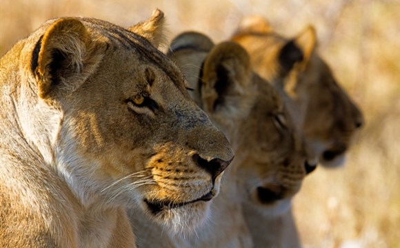 Marco Polo - Serengeti - národní park - informace