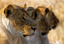 Tanzanie-Serengeti-safari-Marco-Polo