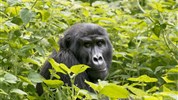Safari v Ugandě - Cesta za gorilami s českým průvodcem - Uganda_safari s Marco Polo