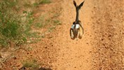 Safari v Ugandě - Cesta za gorilami s českým průvodcem - Uganda_safari s Marco Polo