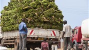 Safari v Ugandě - pozorování goril + pobyt na Zanzibaru