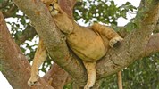 Safari v Ugandě - Cesta za gorilami s českým průvodcem