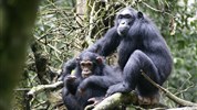 Safari v Ugandě - pozorování goril + pobyt na Zanzibaru