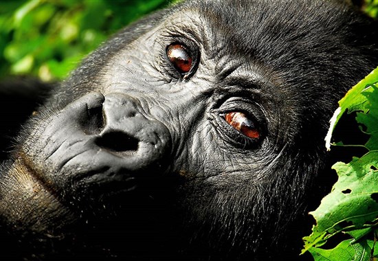 Safari v Ugandě - Cesta za gorilami s českým průvodcem - Uganda - Uganda_Národní park Bwindi Impenetrable_pozorování goril